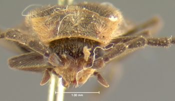 Media type: image;   Entomology 35079 Aspect: head frontal view